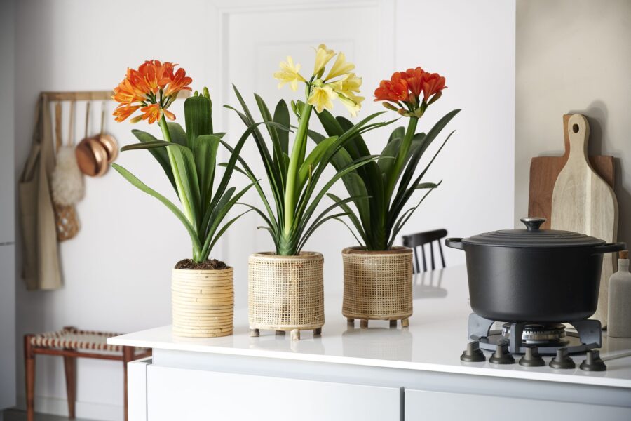 clivia cuisine