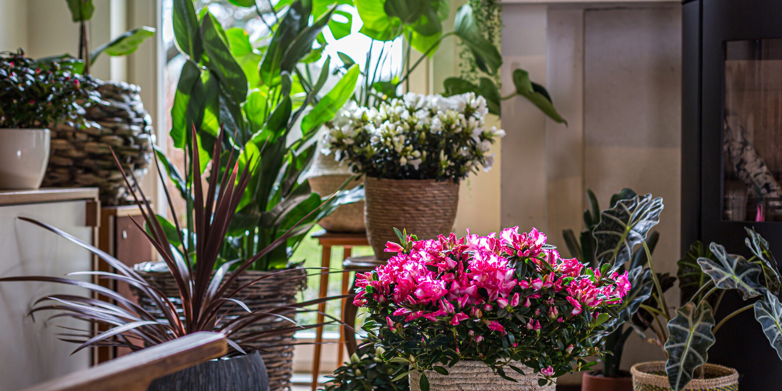 Flandresse website (136)