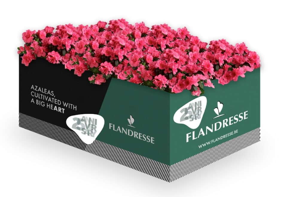 FLANDRESSE 25Y BOX