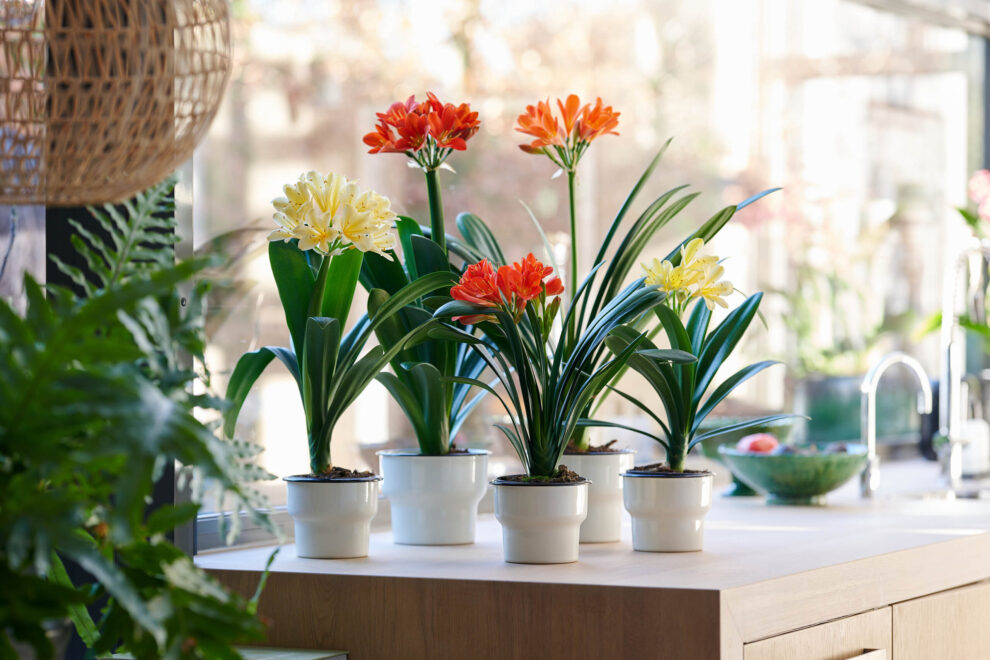 Flandresse_Clivia_ 1_LOW
