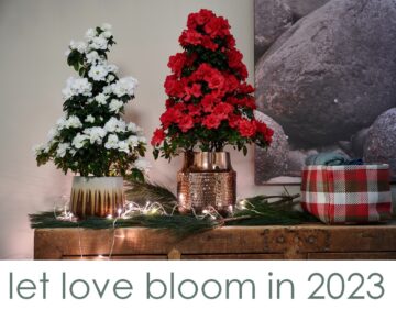 Flandresse let love bloom in 2023