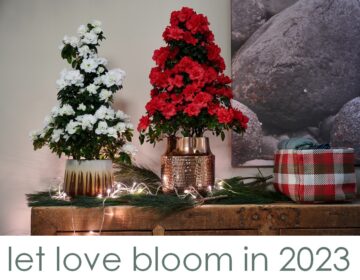Flandresse let love bloom in 2023
