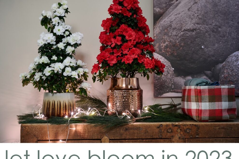Flandresse let love bloom in 2023