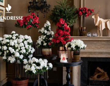 Flandresse_Azalea_kerst 20_LOW