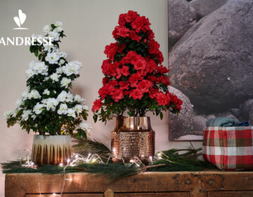 Flandresse_Azalea_kerst23_LOW